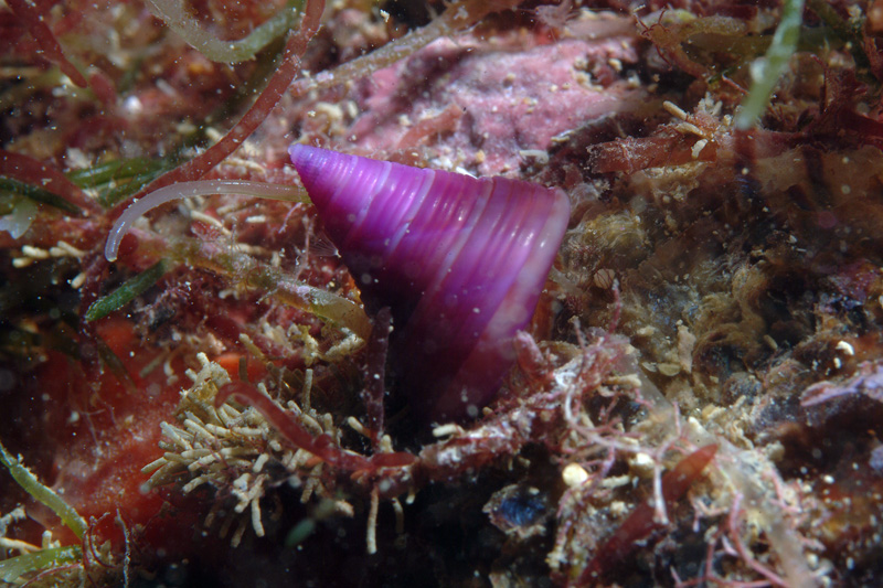 Calliostoma sp.
